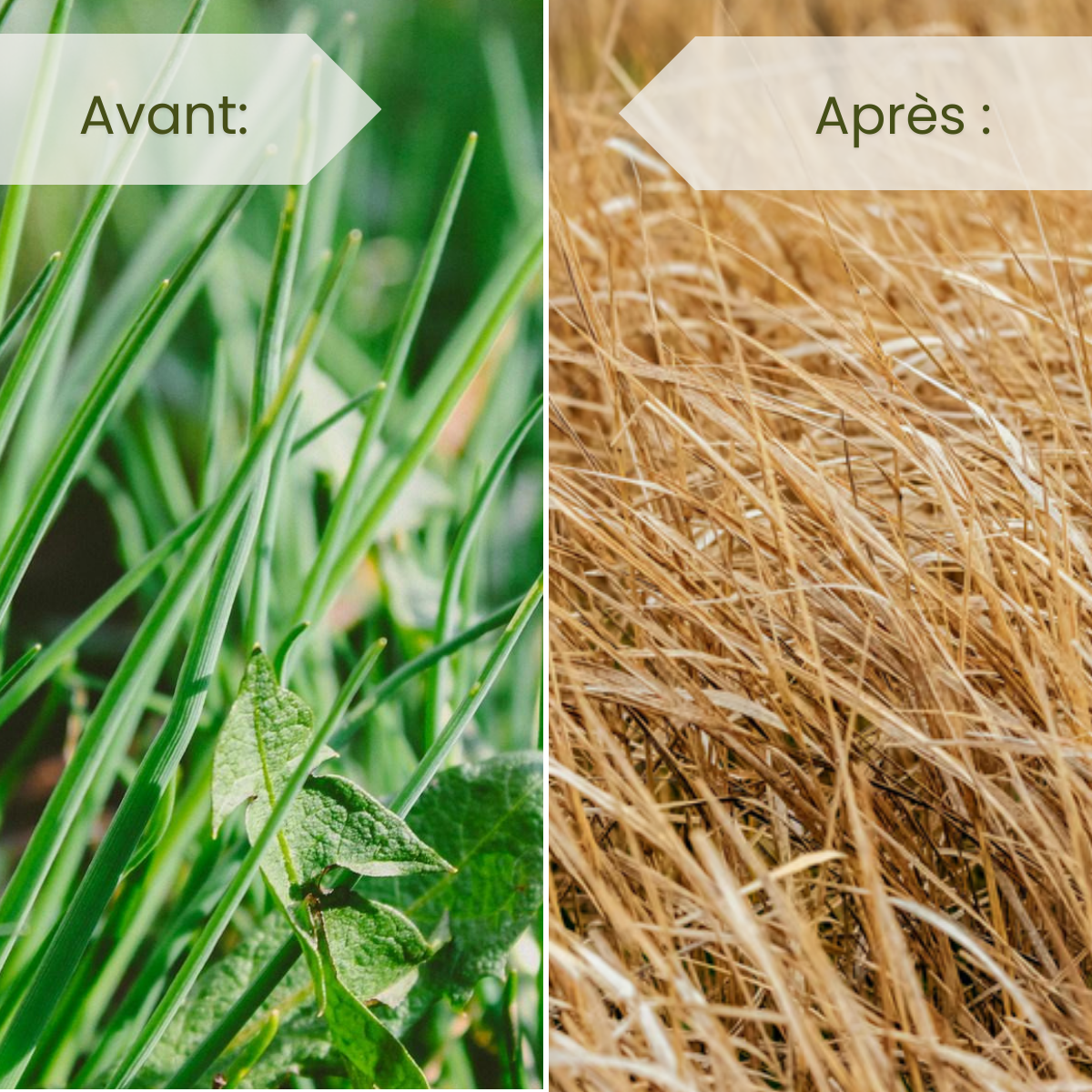 ROUNDUP 360 POWER 2.0 Unkrautvernichter/Herbizid - Glyphosat - LT.1