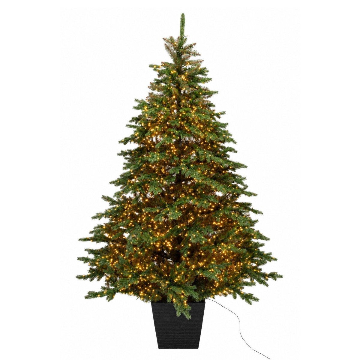 Albero di Natale Regolo illuminato da migliaia di LED, sistemato nel suo vaso quadrato