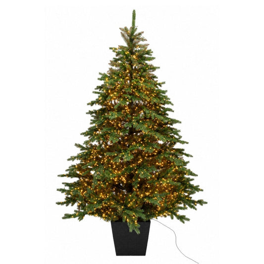 Albero di Natale Regolo illuminato da migliaia di LED, sistemato nel suo vaso quadrato