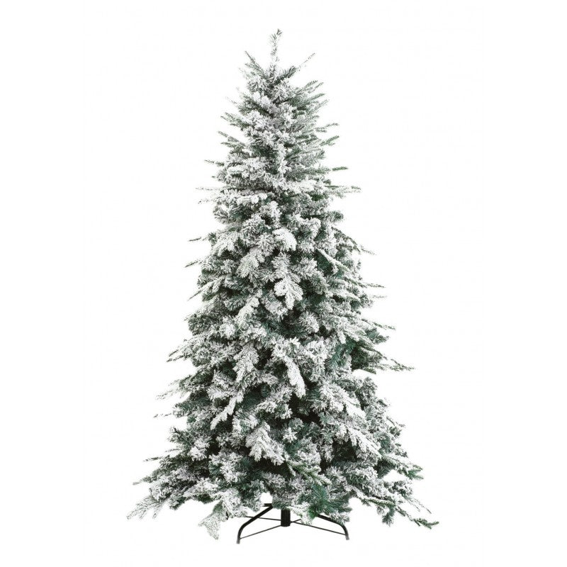Gressoney, albero di Natale innevato con neve morbida su tutto il ramo e chioma irregolare