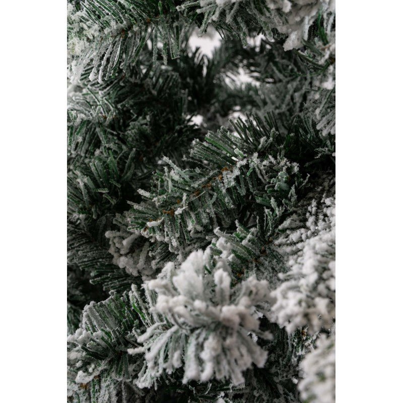 Gressoney, albero di Natale innevato con neve morbida su tutto il ramo e chioma irregolare – foto 6