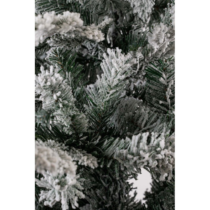 Gressoney, albero di Natale innevato con neve morbida su tutto il ramo e chioma irregolare – foto 4