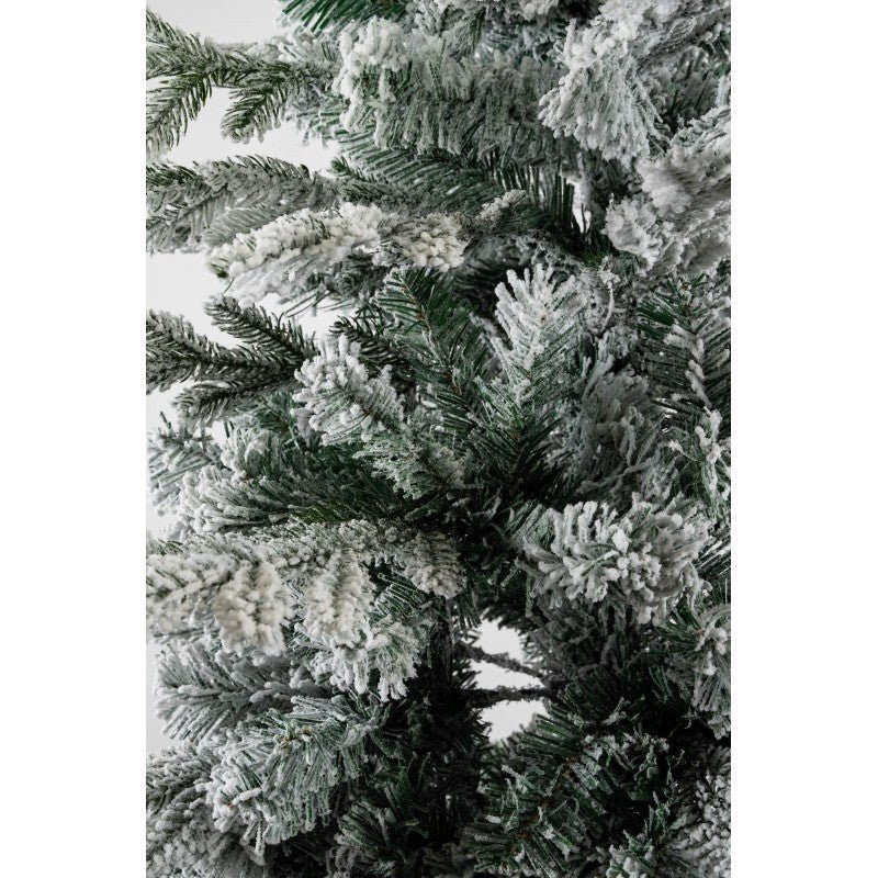 Gressoney, albero di Natale innevato con neve morbida su tutto il ramo e chioma irregolare – foto 5