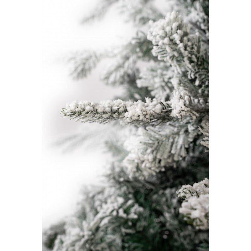 Gressoney, albero di Natale innevato con neve morbida su tutto il ramo e chioma irregolare – foto 9